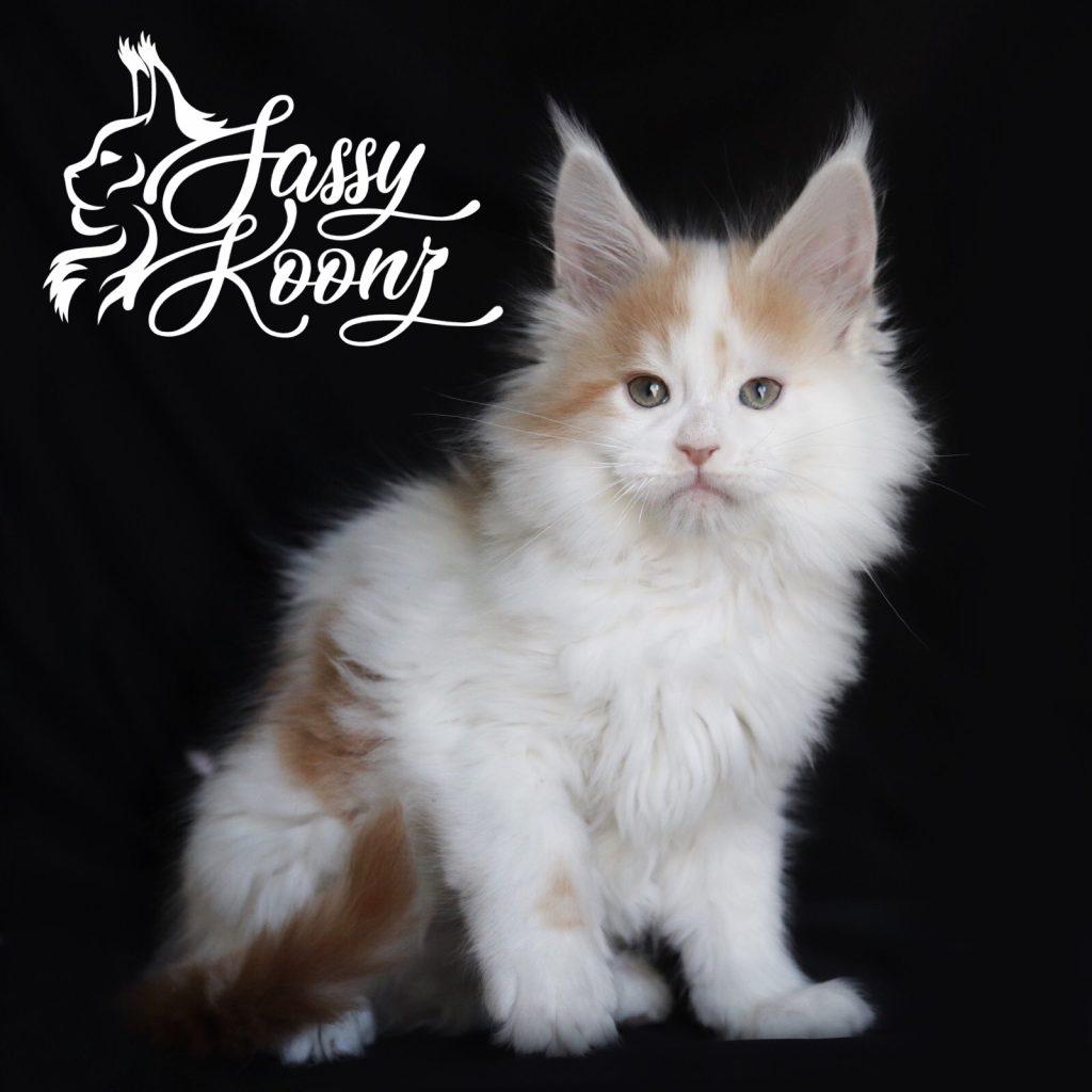 IMG_8728 ⋆ Sassy Koonz Maine Coon Cattery red smoke and white maine coon