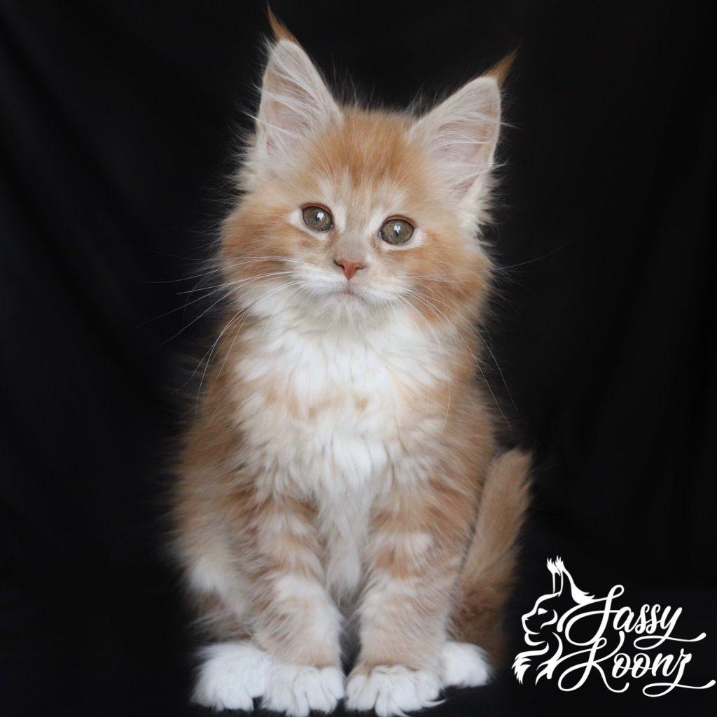 IMG_8733 ⋆ Sassy Koonz Maine Coon Cattery Xanadu - 8 Weeks Old maine coon