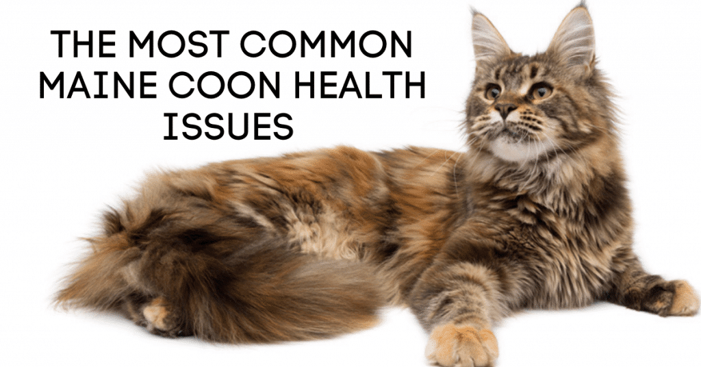 Maine-Coon-Health-Issues โ Sassy Koonz Maine Coon Cattery maine coon with no health issues