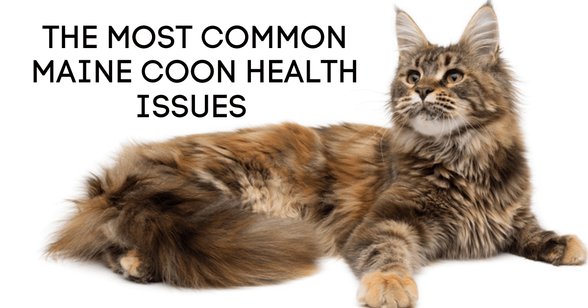 Exploring the Majestic Maine Coon Breed - catmags.com