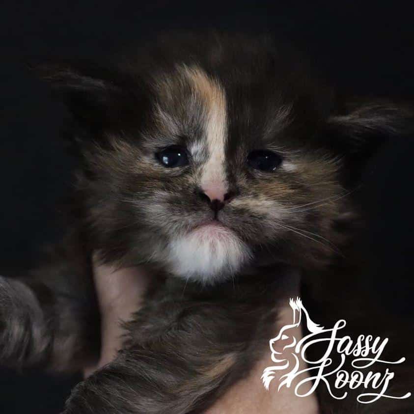 183678106_2134829296824489_1059638069571938619_n ⋆ Sassy Koonz Maine Coon Cattery maine coon kittens