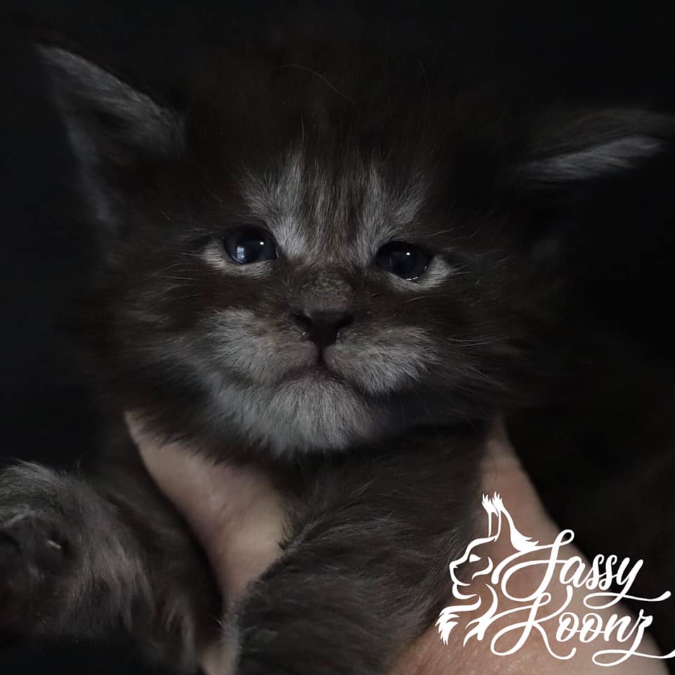 maine coon kitten black background smoky face