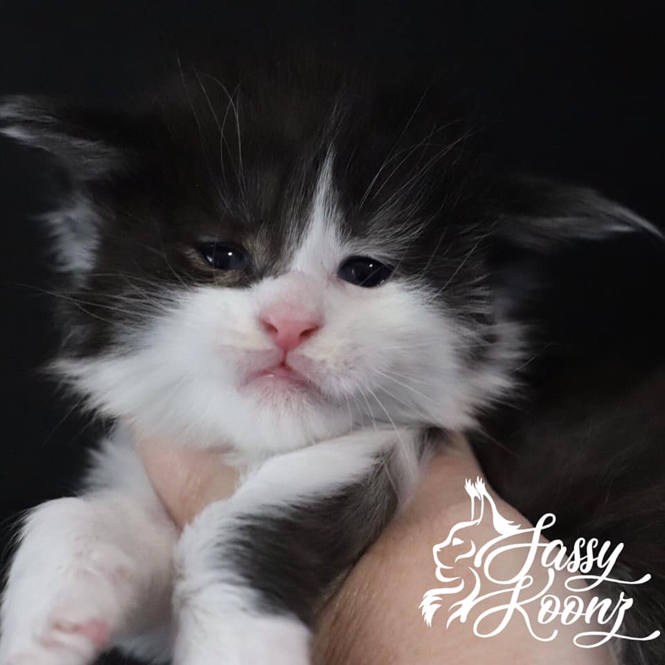 185951555_2134829803491105_2371122229432683566_n ⋆ Sassy Koonz Maine Coon Cattery maine coon kittens