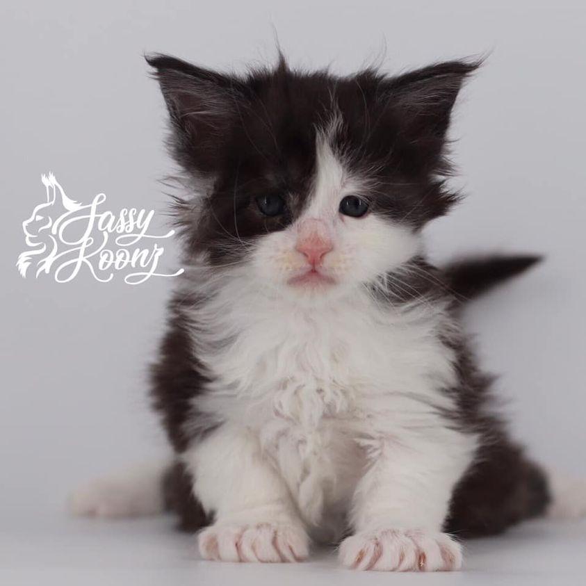 186498544_2139298139710938_8925488538888379467_n ⋆ Sassy Koonz Maine Coon Cattery maine coon kittens