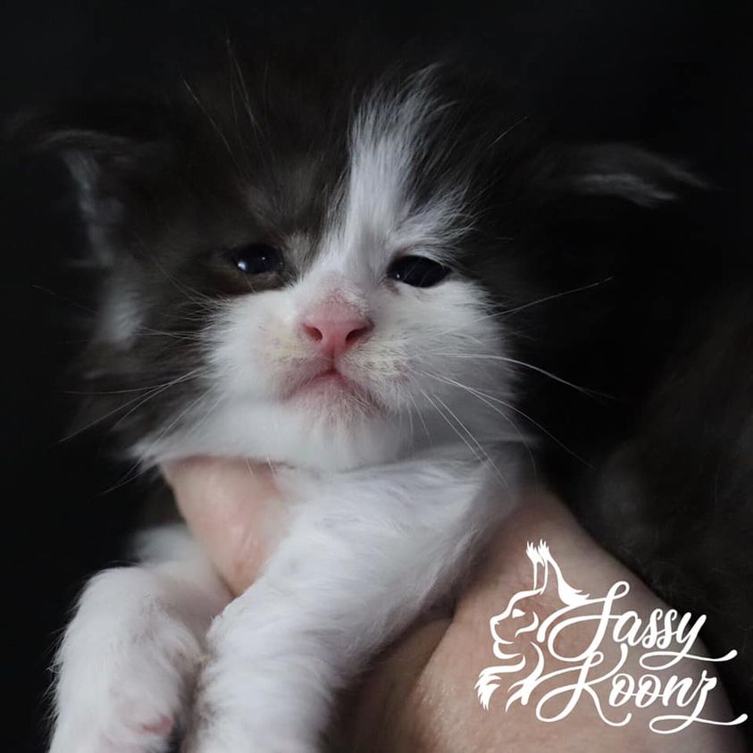 186583612_2134829506824468_5882565227745730134_n ⋆ Sassy Koonz Maine Coon Cattery maine coon kittens