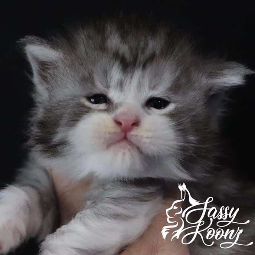 187700821_2134829600157792_3719099739537531486_n ⋆ Sassy Koonz Maine Coon Cattery maine coon kittens