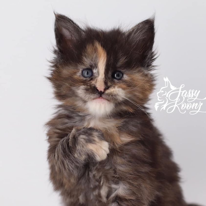 189010763_2139230116384407_4065564144814133825_n ⋆ Sassy Koonz Maine Coon Cattery maine coon kittens