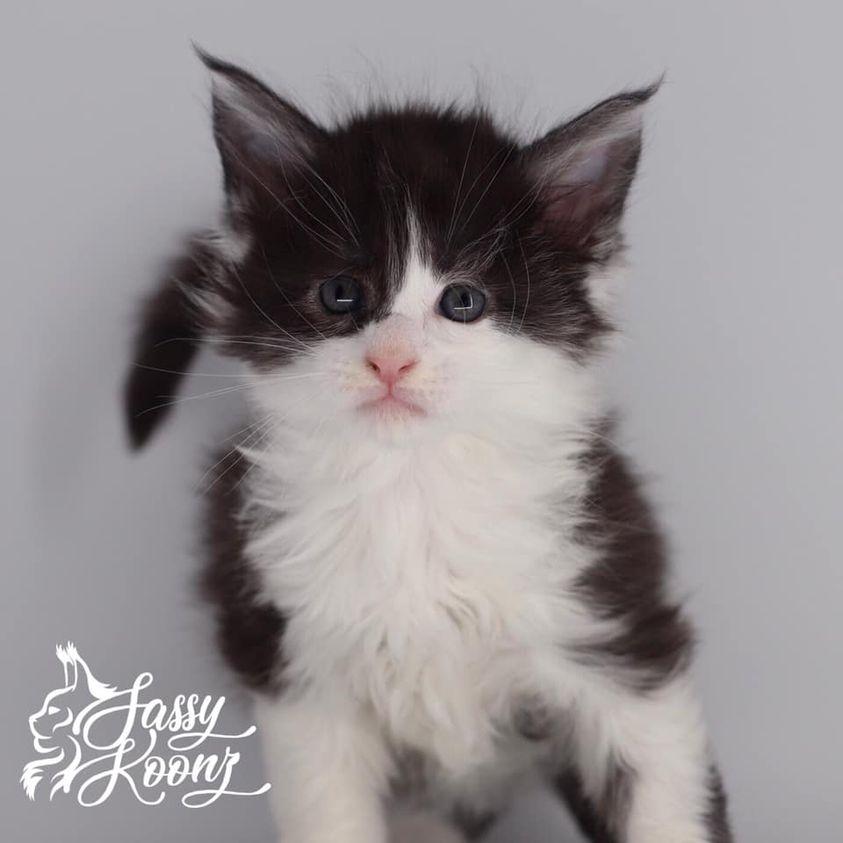 192344378_2139697463004339_6520901915393661373_n ⋆ Sassy Koonz Maine Coon Cattery maine coon kittens
