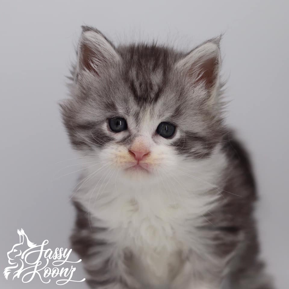 192676807_2139699159670836_2550571758126890350_n ⋆ Sassy Koonz Maine Coon Cattery maine coon kittens