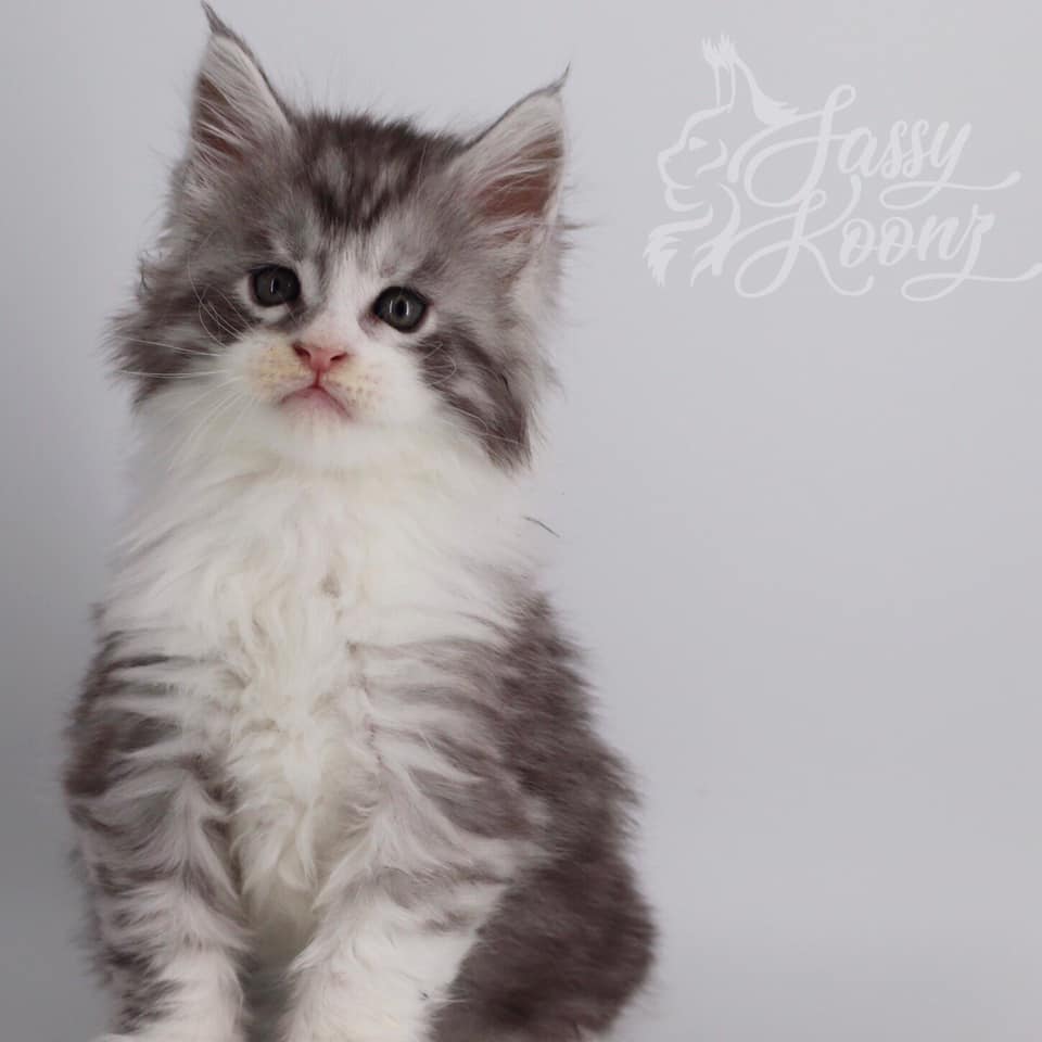 Gooey ⋆ Sassy Koonz Maine Coon Cattery black silver tabby with white maine coon