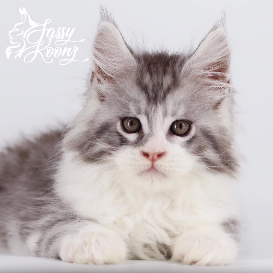 Gooey: 8 Weeks Old ⋆ Sassy Koonz Maine Coon Cattery maine coon kittens