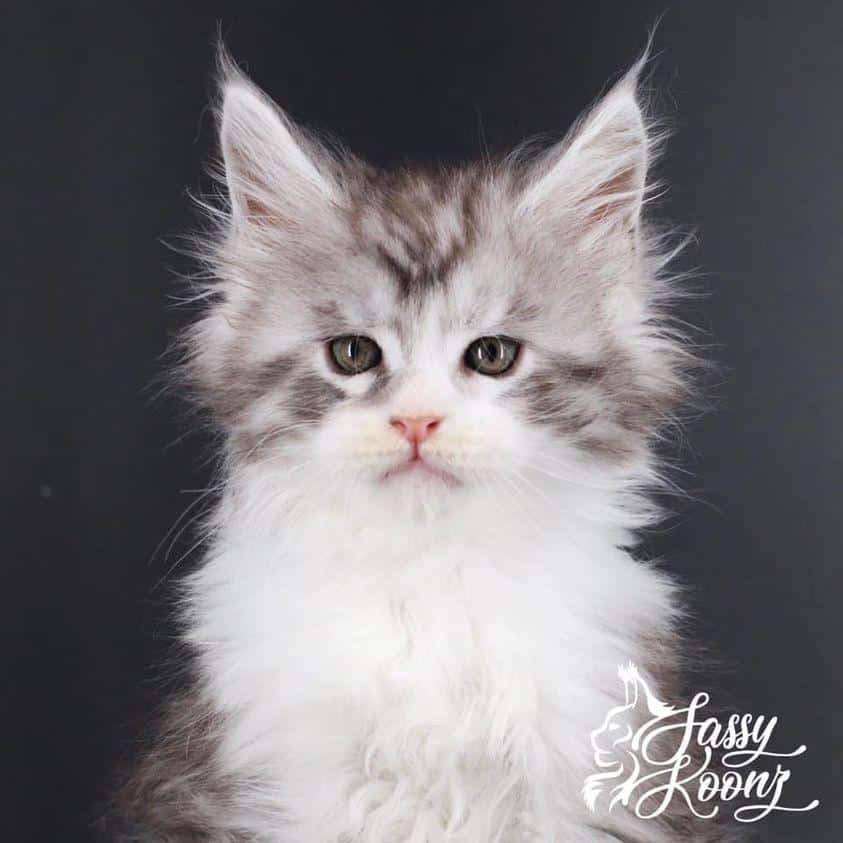 197433150_2148447522129333_4313113550293838767_n ⋆ Sassy Koonz Maine Coon Cattery maine coon kittens