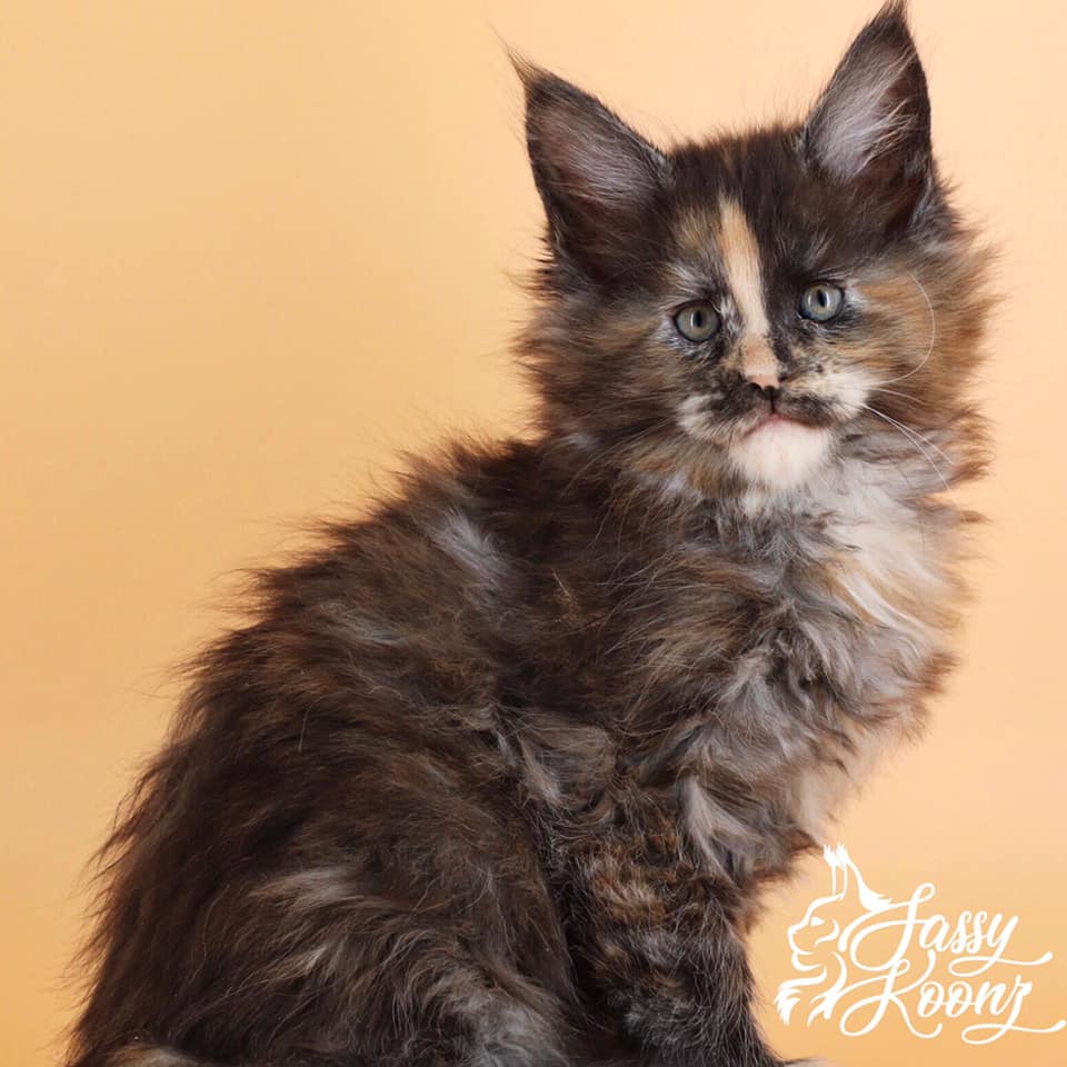 Dejavu ⋆ Sassy Koonz Maine Coon Cattery black smoke tortie maine coon