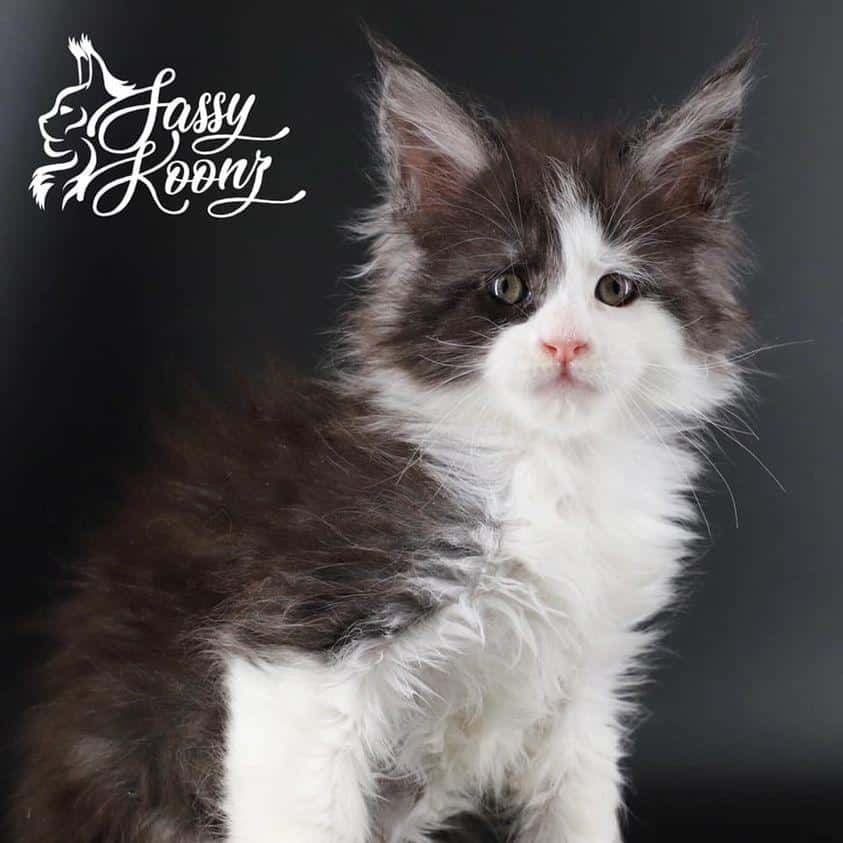 200608422_2148665082107577_289943647742466053_n ⋆ Sassy Koonz Maine Coon Cattery maine coon kittens