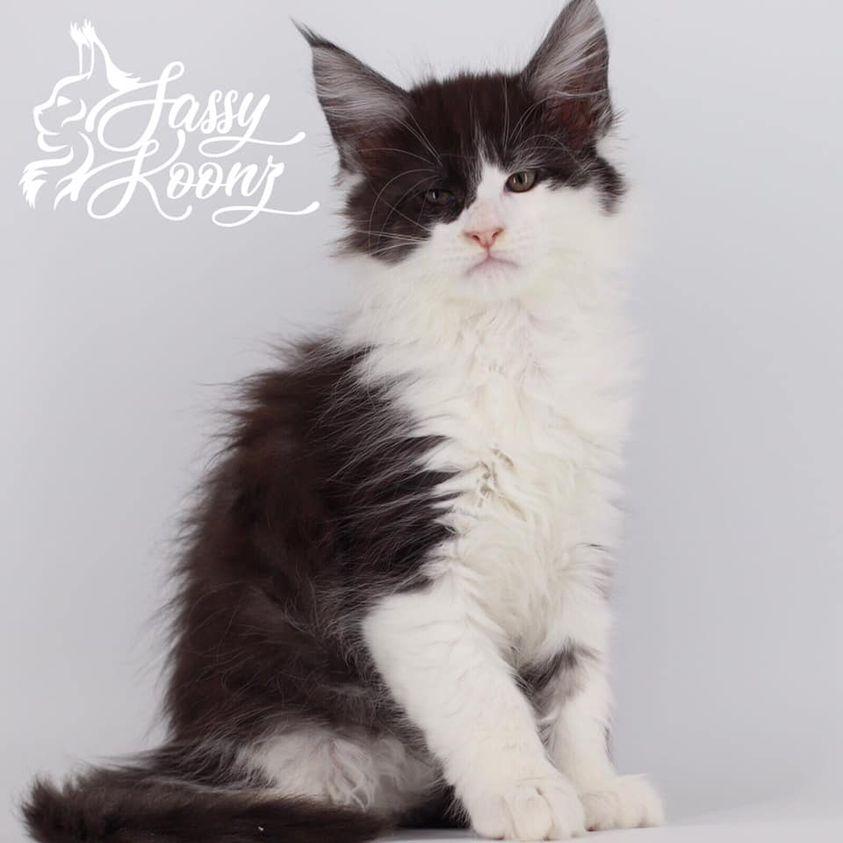 Tokyo: 8 Weeks Old ⋆ Sassy Koonz Maine Coon Cattery maine coon kittens