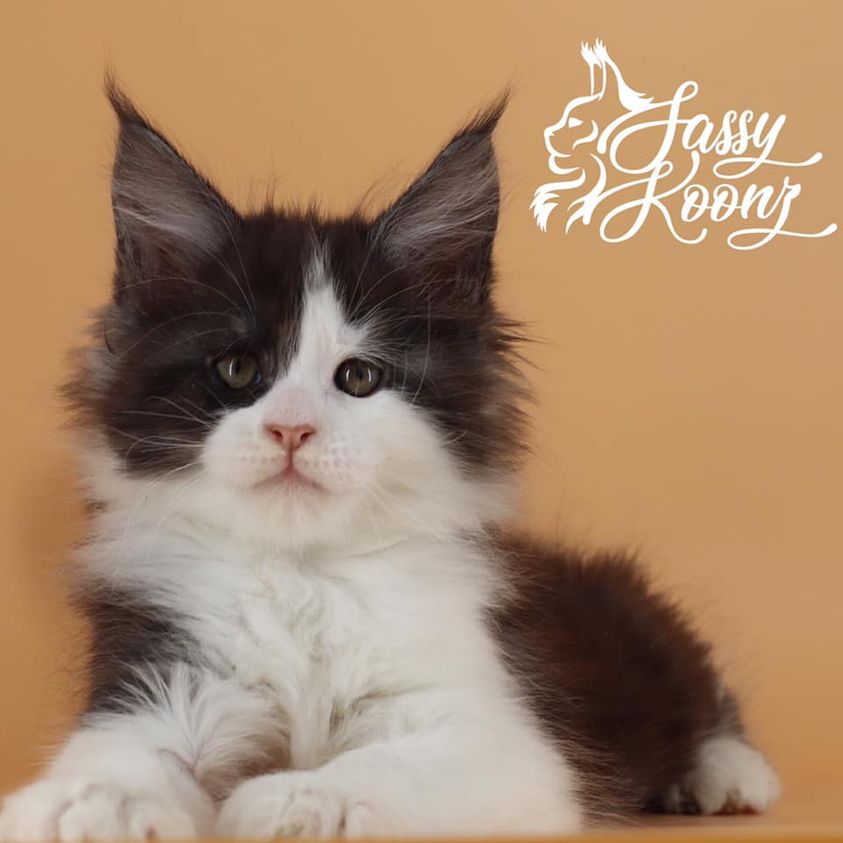 Mambo: 7 Weeks Old ⋆ Sassy Koonz Maine Coon Cattery maine coon kittens