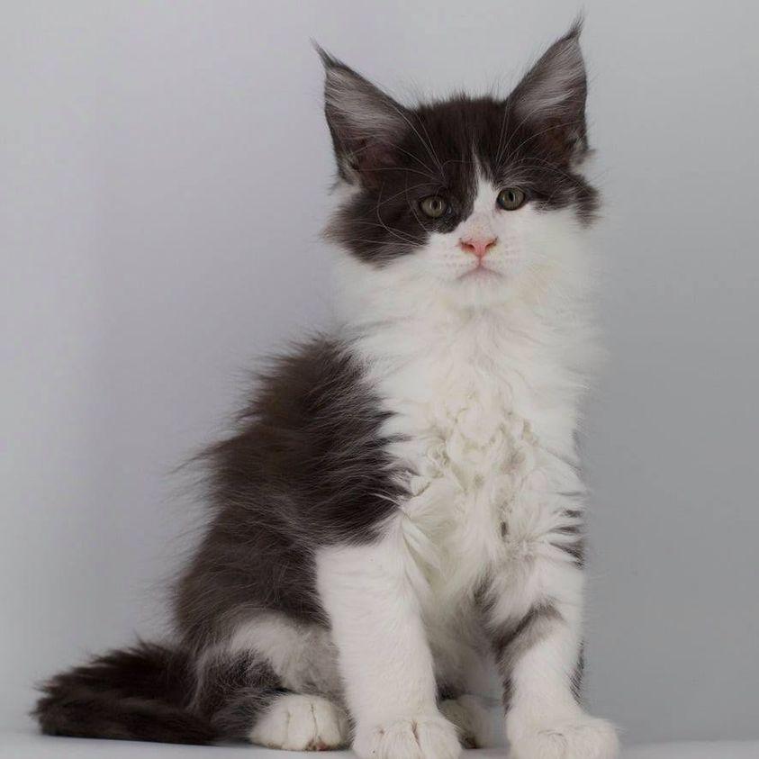 Tokyo: 7 Weeks Old ⋆ Sassy Koonz Maine Coon Cattery maine coon kittens