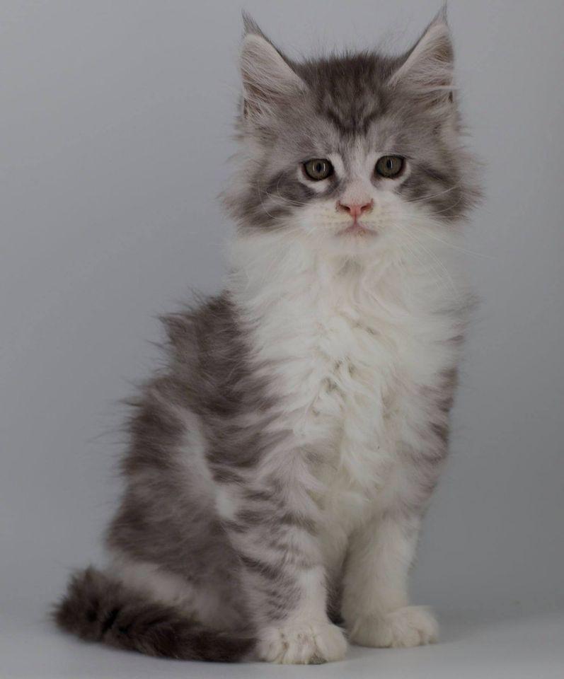 Gooey: 7 Weeks Old ⋆ Sassy Koonz Maine Coon Cattery maine coon kittens