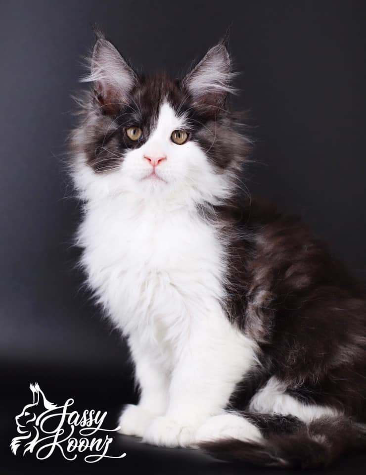 Mambo: 9 Weeks Old Maine Coon Kittens for Sale Florida ⋆ Sassy Koonz Maine Coon Cattery maine coon kittens