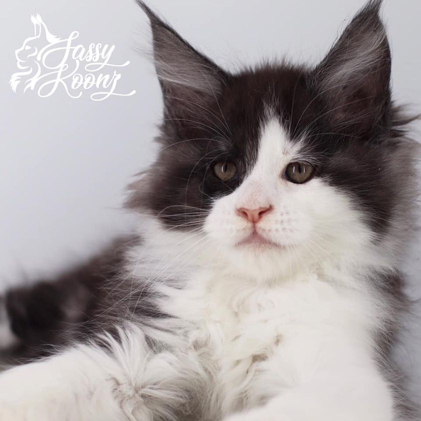 Mambo: 8 Weeks Old- Maine Coon Kittens ⋆ Sassy Koonz Maine Coon Cattery maine coon kittens