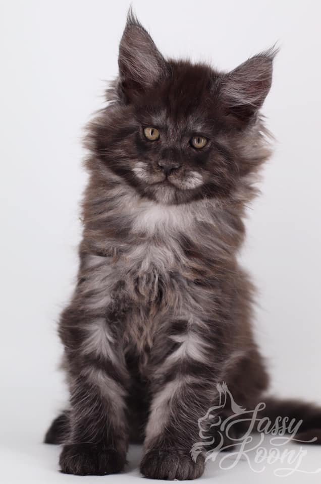 maine coon kitten white background black smoke hazey