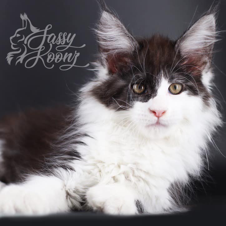 Tokyo: 9 Weeks Old ⋆ Sassy Koonz Maine Coon Cattery maine coon kittens