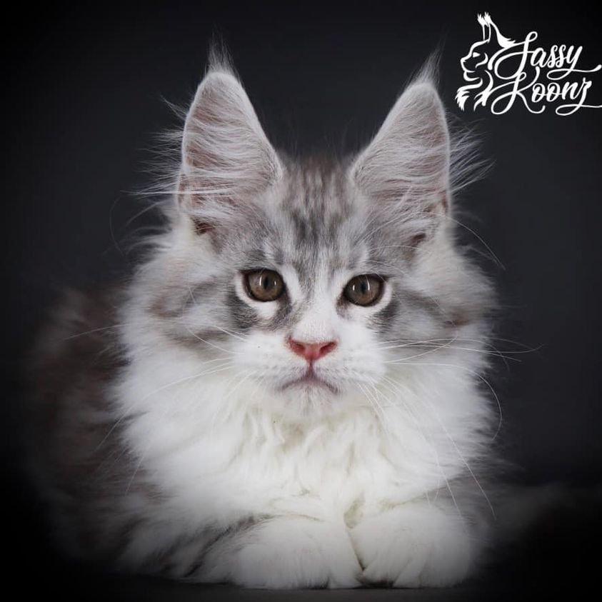 Black Silver Tabby - Maine Coon Cat for Sale ⋆ Sassy Koonz Maine Coon Cattery black smoke and white maine coon kitten at 10 weeks old