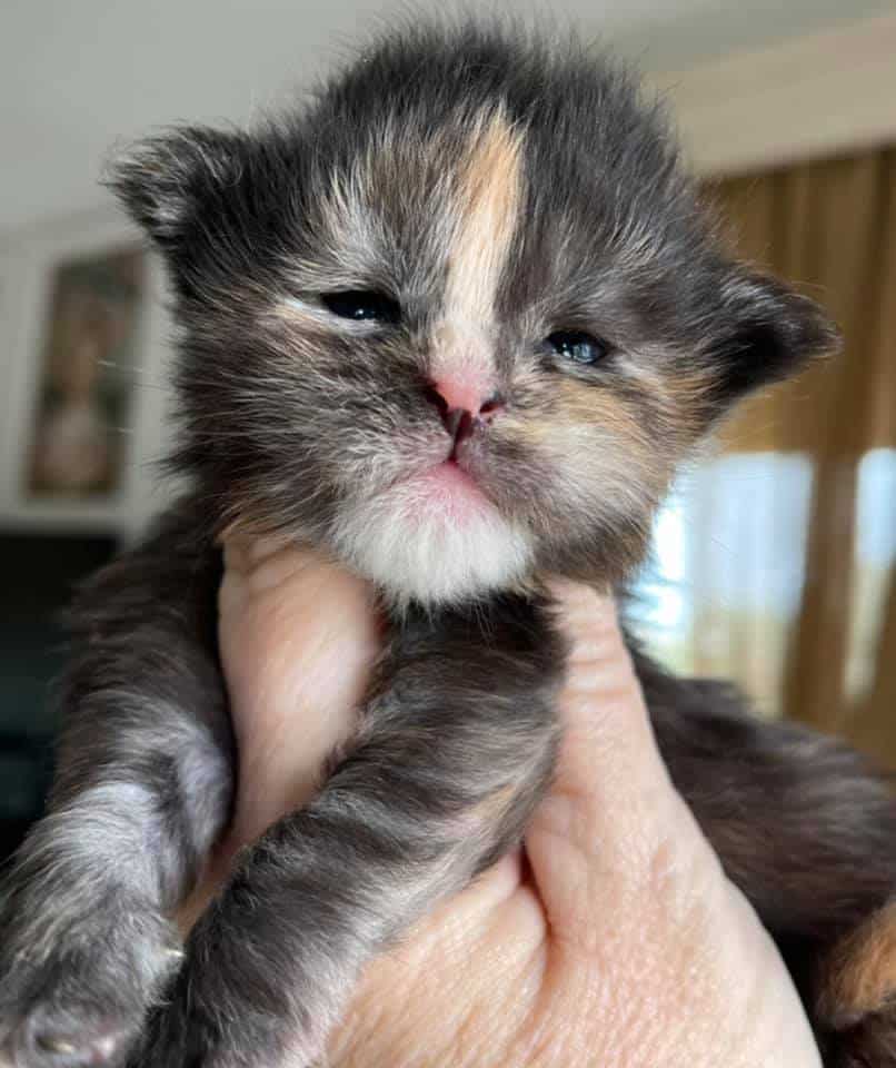 DejaVu ⋆ Sassy Koonz Maine Coon Cattery maine coon kittens