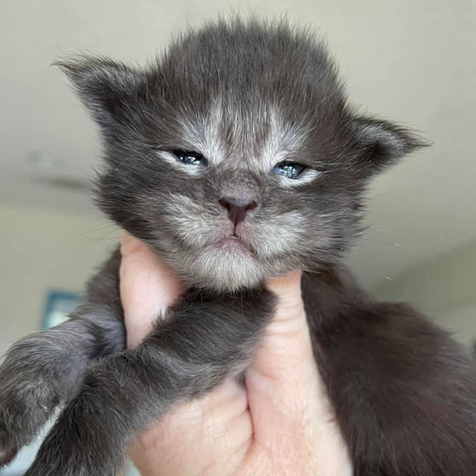 maine coon kitten black smoke held in a hand