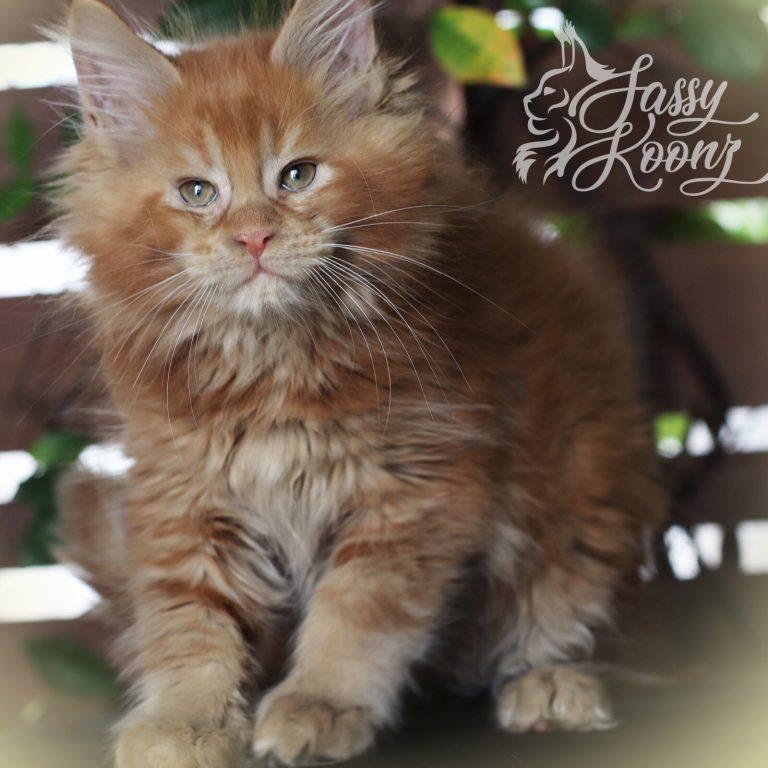 maine coon kittens