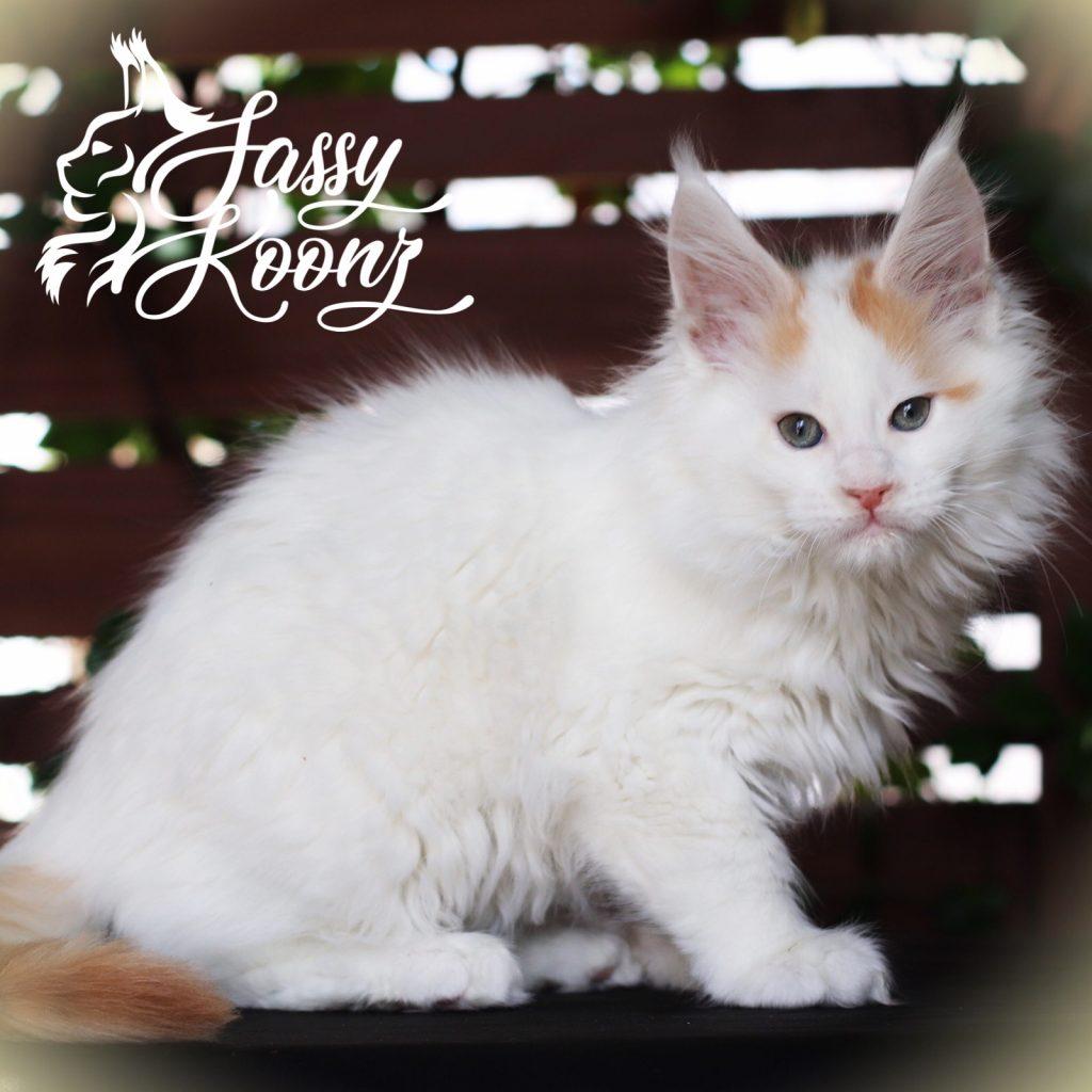 Barchetta: 9 Weeks Old ⋆ Sassy Koonz Maine Coon Cattery maine coon kittens