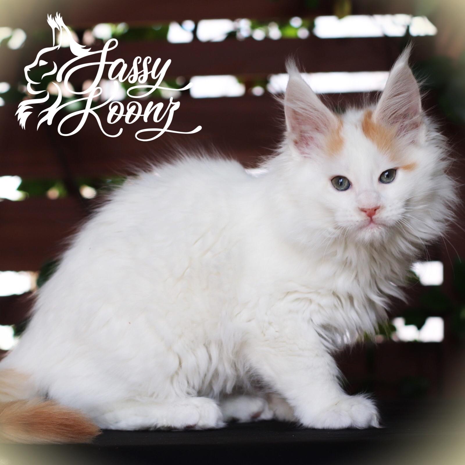 Barchetta: 9 Weeks Old ⋆ Sassy Koonz Maine Coon Cattery maine coon kittens