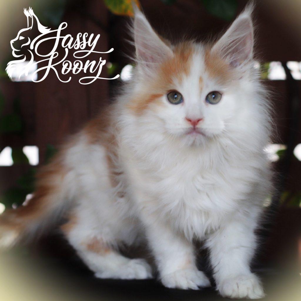 IMG_8901 ⋆ Sassy Koonz Maine Coon Cattery maine coon kittens