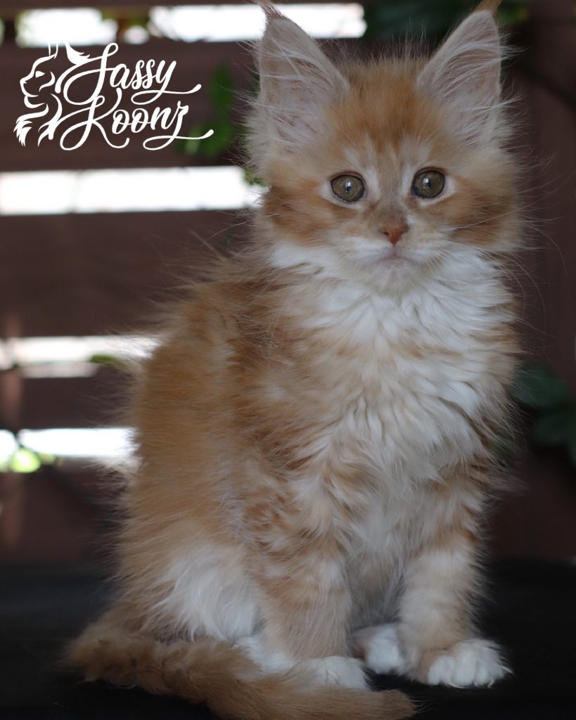 Xanadu: 9 Weeks Old ⋆ Sassy Koonz Maine Coon Cattery red smoke and white maine coon kitten