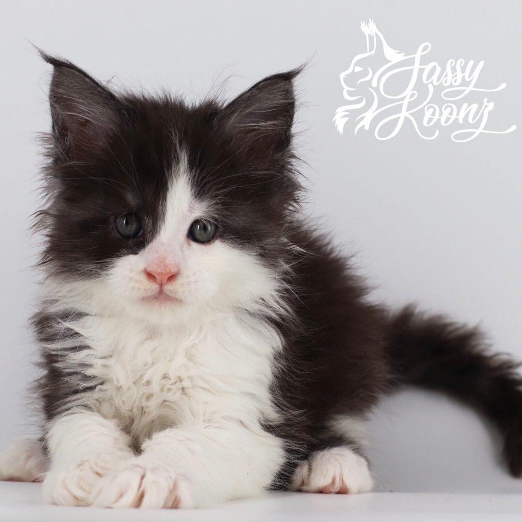 IMG_9150 ⋆ Sassy Koonz Maine Coon Cattery maine coon kittens