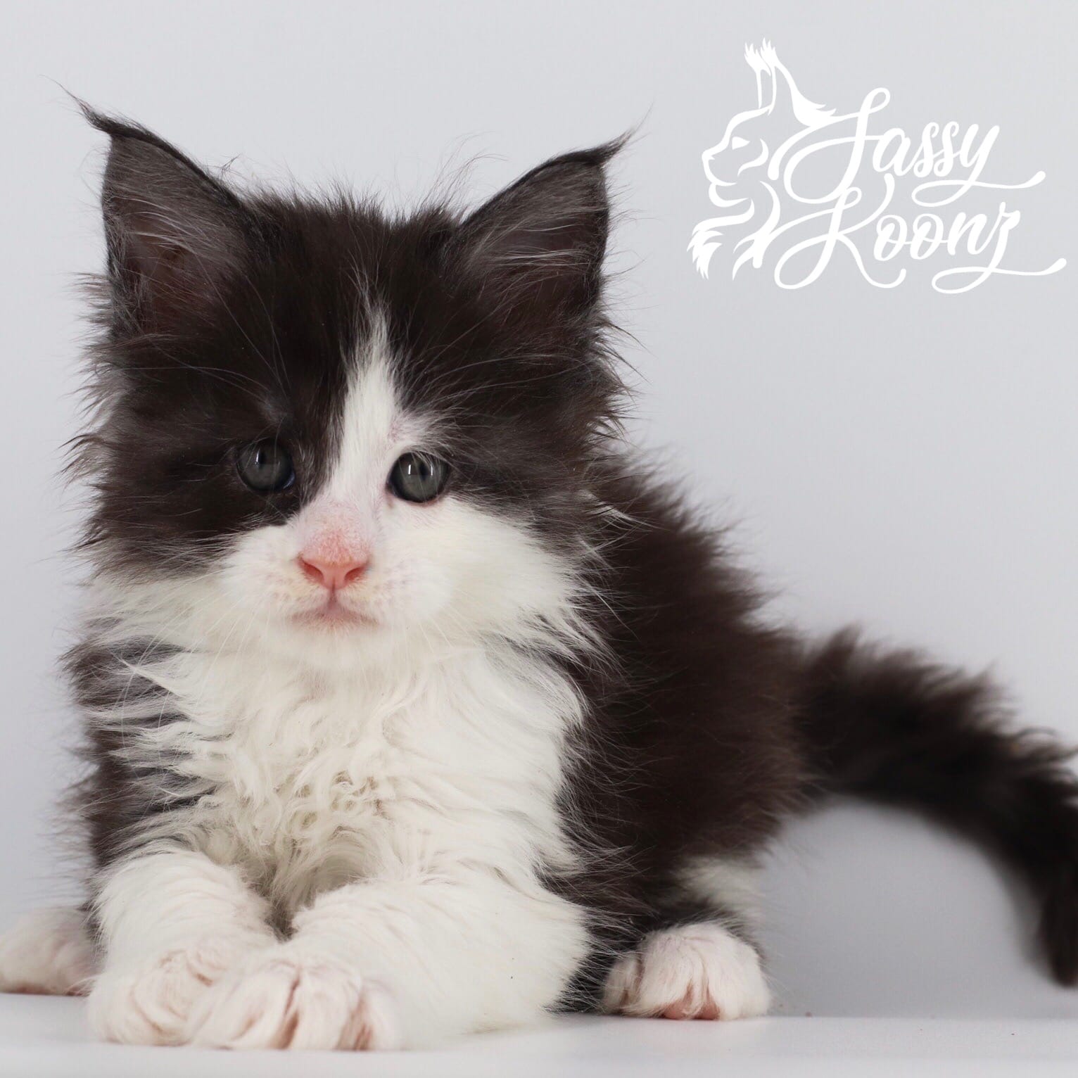 Maine Coon Colors And Patterns Full Color Photographs