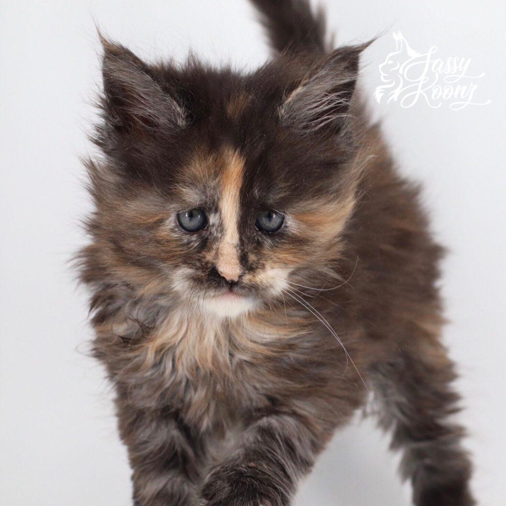Dejavu ⋆ Sassy Koonz Maine Coon Cattery maine coon kittens