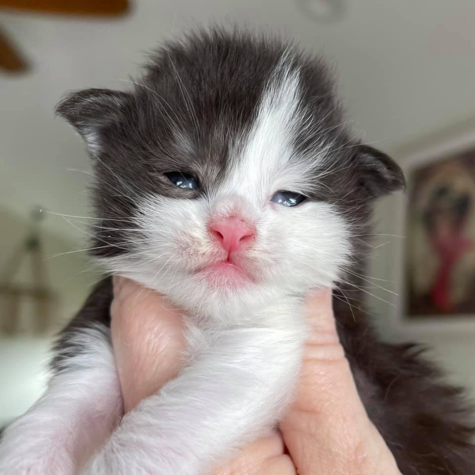 Giant Maine Coon Kittens for Sale ⋆ Sassy Koonz Maine Coon Cattery maine coon kittens