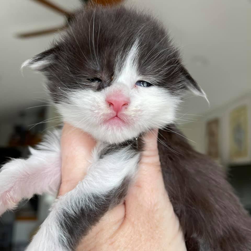 Tokyo- Black and White Maine Coon ⋆ Sassy Koonz Maine Coon Cattery european maine coon cats