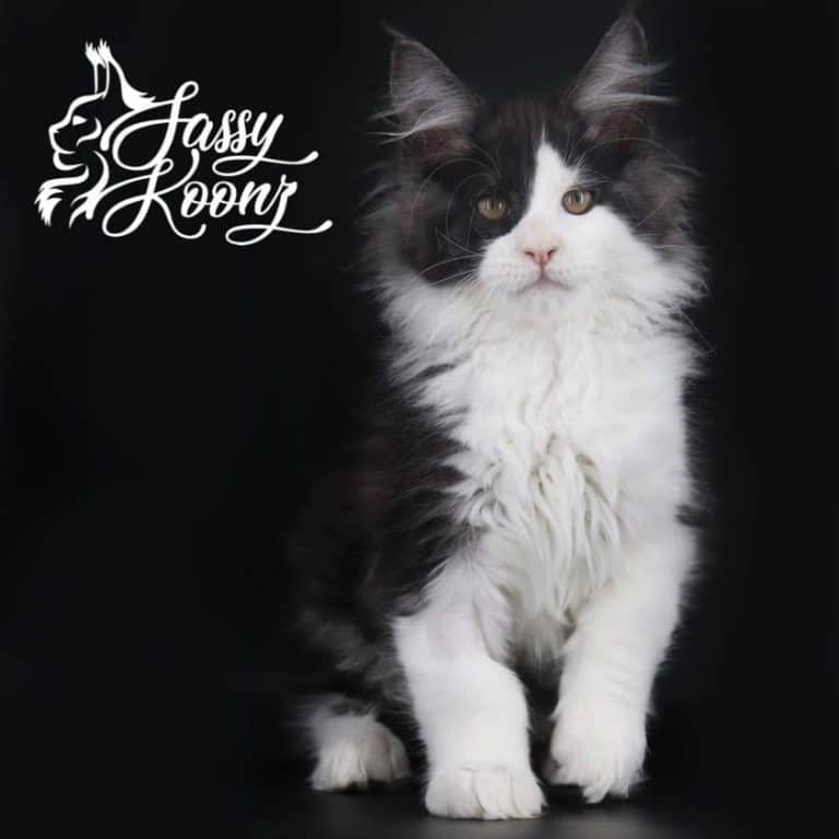 black and white maine coon kitten