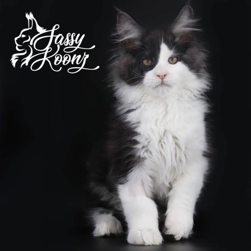 black and white maine coon kitten at 10 weeks old ⋆ Sassy Koonz Maine Coon Cattery black and white maine coon kitten