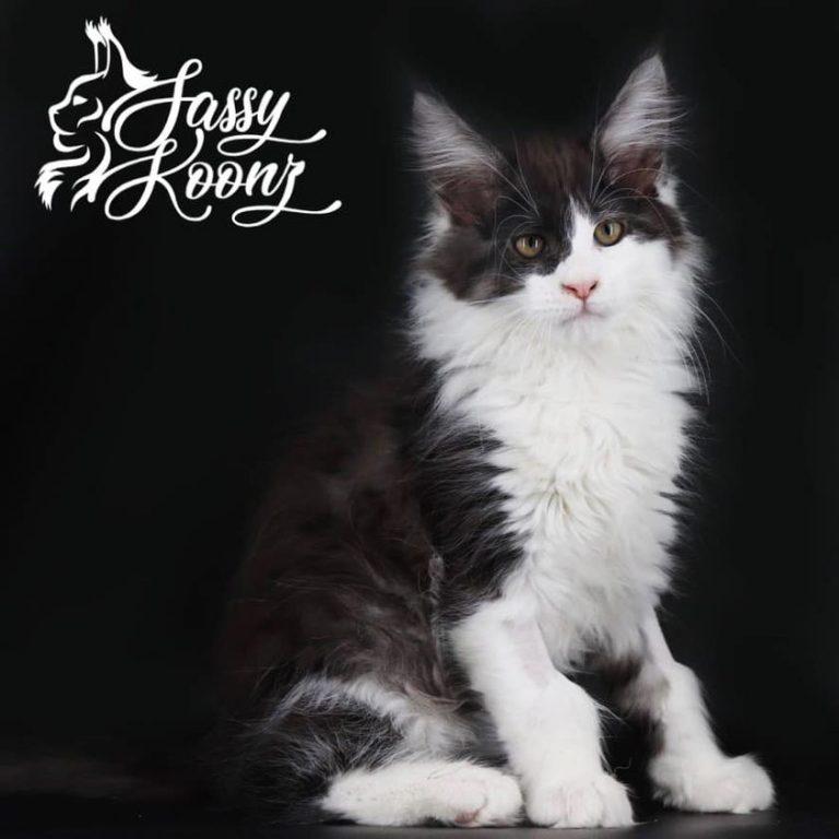 black and white maine coon with mask over one eye