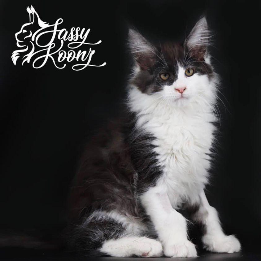 black and white maine coon with mask over one eye ⋆ Sassy Koonz Maine Coon Cattery black and white maine coon with mask over one eye