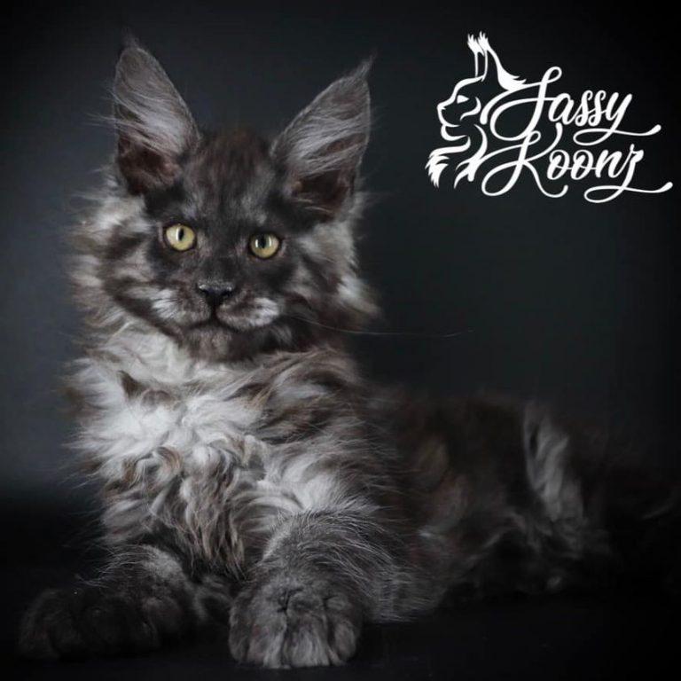 Maine coon kitten black smoke jazey 10 weeks old