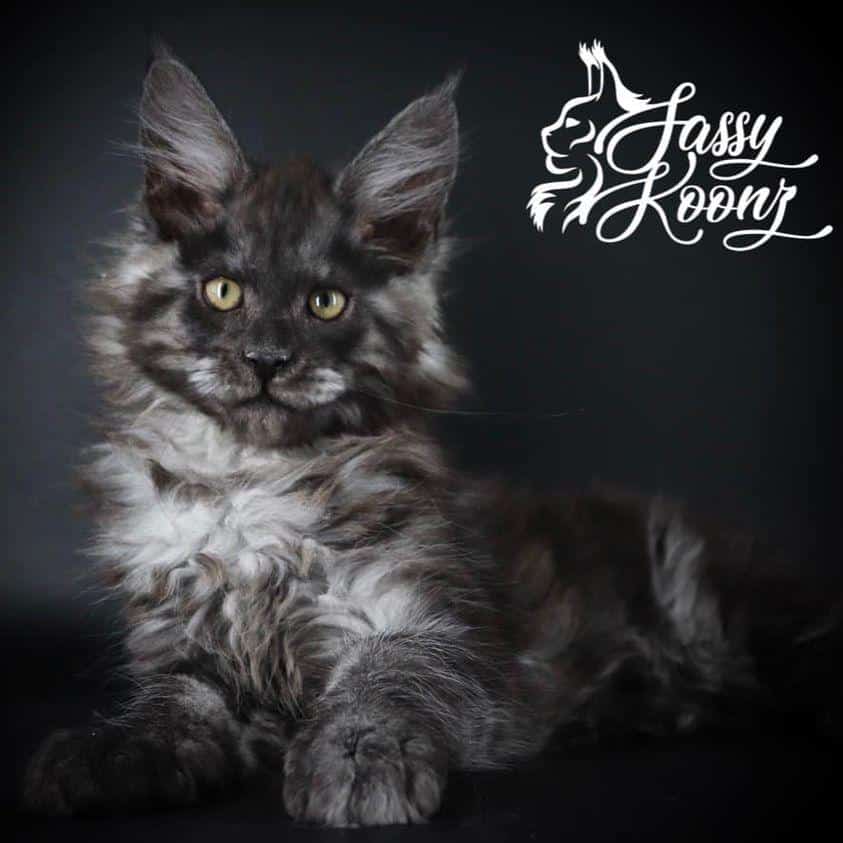 grey and black maine coon