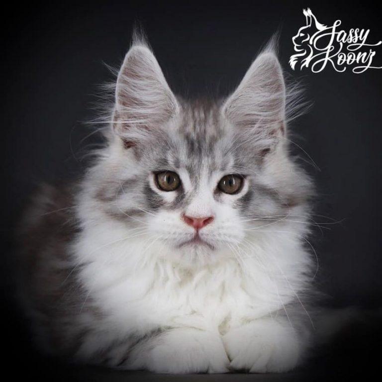 maine coon cat for sale