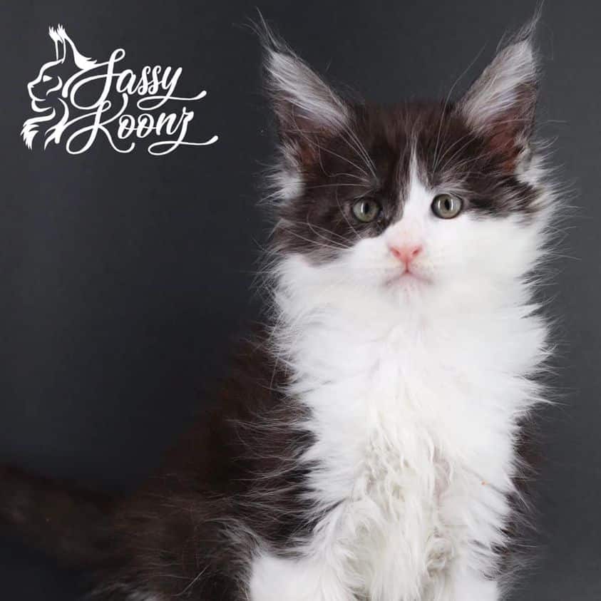 197754779_2148878185419600_4796682713102722627_n ⋆ Sassy Koonz Maine Coon Cattery european maine coon cats