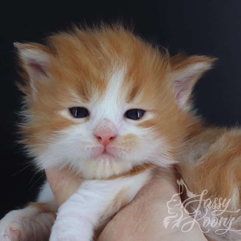 Voodoo: 2 Weeks Old ⋆ Sassy Koonz Maine Coon Cattery maine coon kittens