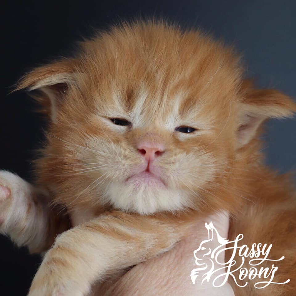 I am Legend ⋆ Sassy Koonz Maine Coon Cattery maine coon kittens