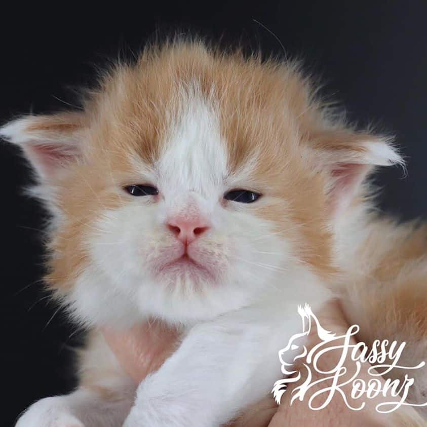 soul crusher ⋆ Sassy Koonz Maine Coon Cattery maine coon kittens